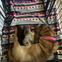 Chinese Shar-Pei Puppies from Dragons Shar-Pei