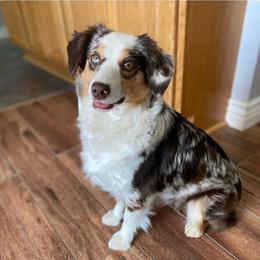 Penny - Red merle female Miniature American Shepherd puppy in Riverton, Utah from Iron Spirit Homestead & Aussies