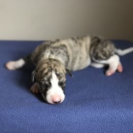 Whippet Puppies from Steadfast Whippets