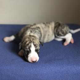 Whippet Puppies from Steadfast Whippets