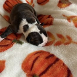 Boy 2 - Black and white male Boston Terrier puppy in Charleston, West Virginia from Mountain Momma Bostons