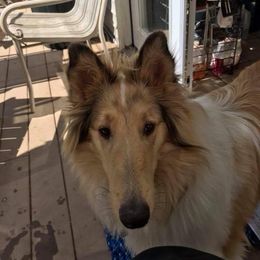 Collie All Grown Up from Manor House Collies