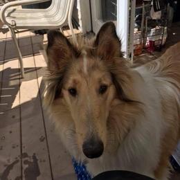 Collie All Grown Up from Manor House Collies