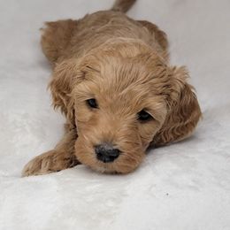 Goldendoodle Puppies from Lake Village Doodles