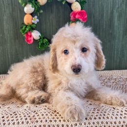 Girl 1 - Yellow and white Bernedoodle puppy in North Royalton, Ohio from Johnson's Doodles