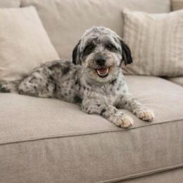 Ally - Blue merle female Aussiedoodle puppy in Science Hill, Kentucky from Southern Paws Kennels