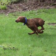 German Pinscher Puppies from RiverRAT Barn Hunt