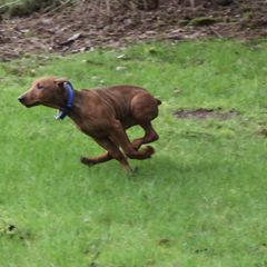 German Pinscher Puppies from RiverRAT Barn Hunt