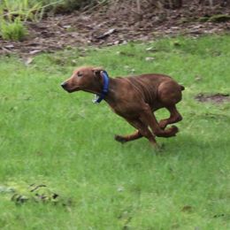 German Pinscher Puppies from RiverRAT Barn Hunt