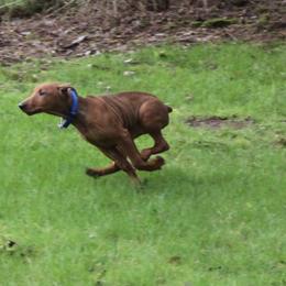 German Pinscher Puppies from RiverRAT Barn Hunt
