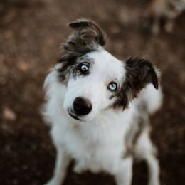 Border Collie All Grown Up from Battle Born Borders