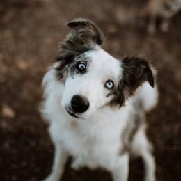 Border Collie All Grown Up from Battle Born Borders