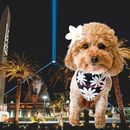 Lux - Poodle