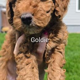 Goldie - Red  female Goldendoodle puppy in Red Oak, Iowa from Fisher Pups-Stay Golden with a Doodle