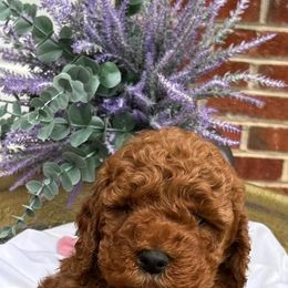 Lalo - Red  male Goldendoodle puppy in Mint Hill, North Carolina from DoodleForever