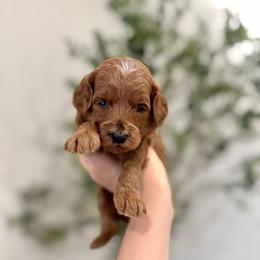 Sky Boy - Red  male Goldendoodle puppy in Rio Linda, California from Plush Doodles
