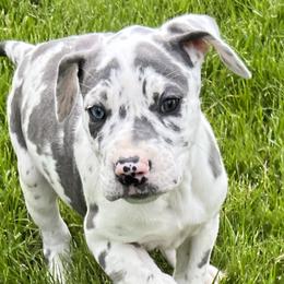 Great Dane Puppies from BkB’s House of Danes