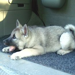 Norwegian Elkhounds from Normark Norwegian Elkhounds