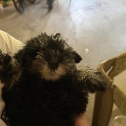 Kourage - Miniature Schnauzer