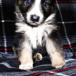 German Shepherd Puppies from Rain's Legacy German Shepherds