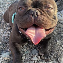 French Bulldogs from Detroit Frenchies