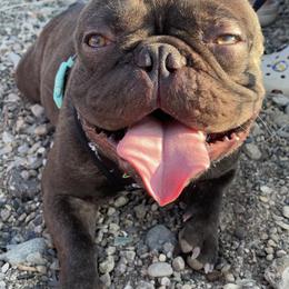 French Bulldogs from Detroit Frenchies