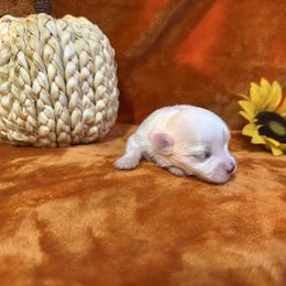Molly - White female Maltese puppy in Asheville, North Carolina from TCBs Glowing Maltese