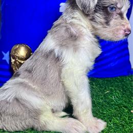 Cristiano Ronaldo (Portugal) - Merle male Labradoodle puppy in Kingston, Georgia from CC Familydoodles
