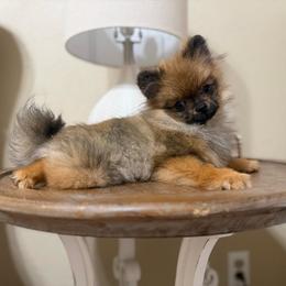 Little sir - Orange sable male Pomeranian puppy in Phoenix, Arizona from Luxpomz