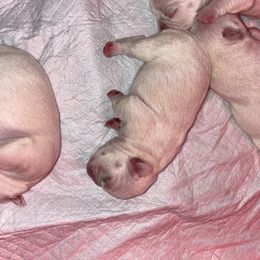 French Bulldog Puppies from Elite Bullies Miami