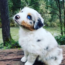 Australian Shepherd Puppies from Middle Fork Australian Shepherds