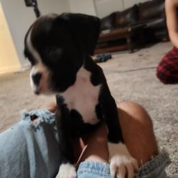 Girl 3 - Brindle female Boxer puppy in Eden Nc, North Carolina from Clearview boxers