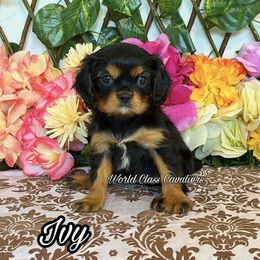 Ivy - Black and tan female Cavalier King Charles Spaniel puppy in Hollywood, Florida from World Class Cavaliers