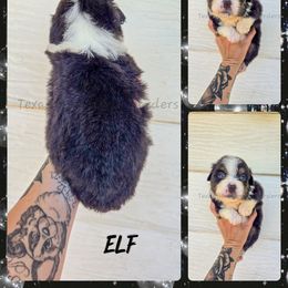 Elf - Black tri male Miniature American Shepherd puppy in Lubbock, Texas from Texas Bluebonnet Herders