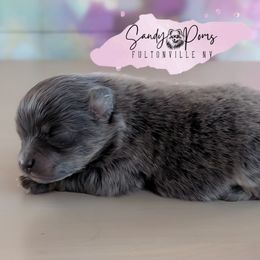 Louis Vuitton - Blue and tan male Pomeranian puppy in Fultonville, New York from Sandy Aussies & Pomeranians
