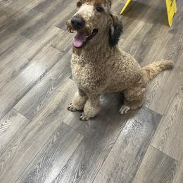 Henry - Poodle