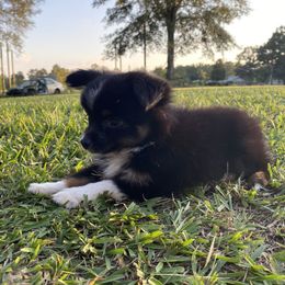 Miniature Australian Shepherds from Long Branch Kennels