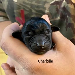 Charlotte - Black female Schnoodle puppy in Sedalia, Missouri from Farmer Brown's Puppies