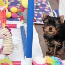 Yorkshire Terrier Puppies from PANACHE YORKIES