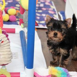 Yorkshire Terrier Puppies from PANACHE YORKIES