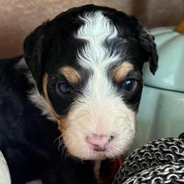 Pumpkin - Tri-color female Bernedoodle puppy in Gilbert, Arizona from The Berne Barn... it’s a Doodle thing!