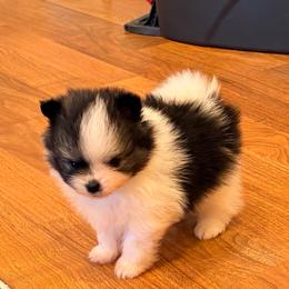 Lincoln - Wolf sable male Pomeranian puppy in Grass Lake, Michigan from Chantilly Lace Poms