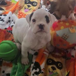 Red - White male Boxer puppy in Spring, Texas from Sanchez Boxers