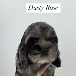 Cockapoo Puppies from Cookie Cocker Farms