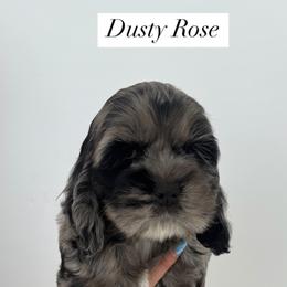Cockapoo Puppies from Cookie Cocker Farms