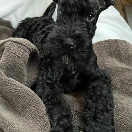 Kerry Blue Terrier Puppies from Cross the Rubicon