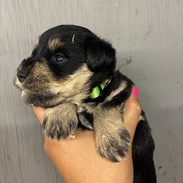 Light Green - Black and silver male Miniature Schnauzer puppy in Sparta, North Carolina from New River Miniature Schnauzers and Anatolians