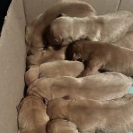 Labrador Retriever Puppies from Deniece Hawkins