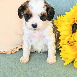 Snickers - Sable male Cavapoo puppy in Blackfoot, Idaho from Rocky Desert Goldens and Cavaliers