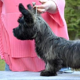 Australian Shepherds and Skye Terriers from Sky Creek